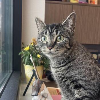 Domestic Short Hair Cats Available for Adoption in Englewood, Florida - Hattie | PetCurious
