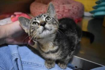 Tillman -  Domestic Short Hair Cat for Adoption in Kansas City, Missouri - Tillman | PetCurious