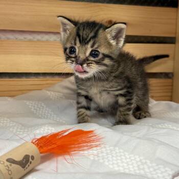 Domestic Short Hair Cats Available for Adoption in Lynchburg, Virginia - Peter Rabbit | PetCurious
