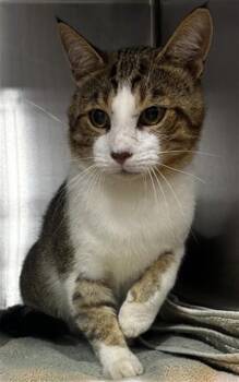 SOKA -  Domestic Short Hair Cat for Adoption - SOKA | PetCurious