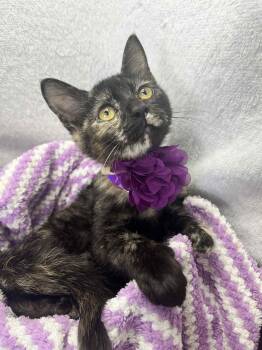 Rescue Tortoiseshell Cats for Adoption in Tavares, Florida - Beep Beep | PetCurious