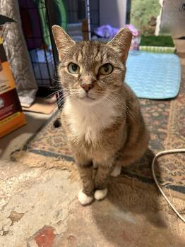 Greta/Rhianna Pine -  Domestic Short Hair Cat for Adoption in Philadelphia, Pennsylvania - Greta/Rhianna Pine | PetCurious