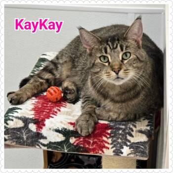 Domestic Short Hair Cats Available for Adoption - KayKay | PetCurious