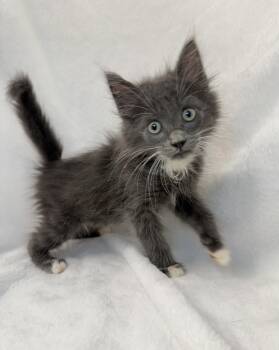 Zucchini -  Domestic Long Hair Cat for Adoption in Greensboro, North Carolina - Zucchini | PetCurious
