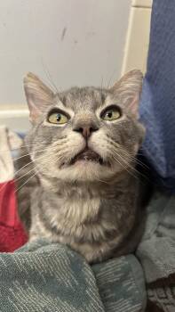 Fry -  Domestic Short Hair Cat for Adoption in Indianapolis, Indiana - Fry | PetCurious