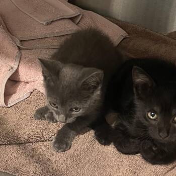Eeny -  Domestic Short Hair Cat for Adoption in Cumming, Georgia - Eeny | PetCurious