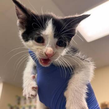 Willona -  Domestic Short Hair Cat for Adoption in Lynchburg, Virginia - Willona | PetCurious