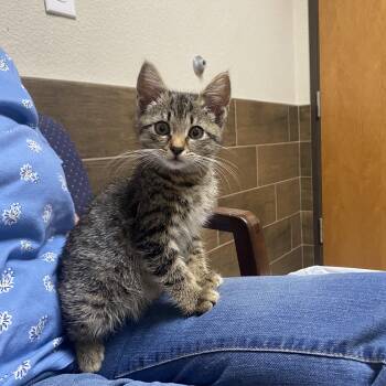 Rescue Tabby Cats for Adoption in Fort Worth, Texas - Smokie | PetCurious