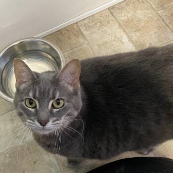 Prim -  Domestic Short Hair Cat for Adoption in Monroe, Louisiana - Prim | PetCurious