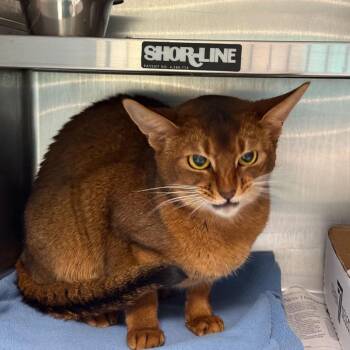 Sporty Spice -  Domestic Short Hair Cat for Adoption in Manchester, New Hampshire - Sporty Spice | PetCurious