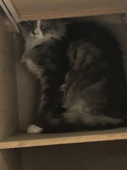 STORMY -  Domestic Short Hair Cat for Adoption in Dallas, Texas - STORMY | PetCurious