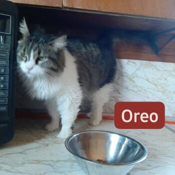 Oreo -  Domestic Long Hair Cat Available for Adoption in Snyder, Texas - Oreo | PetCurious