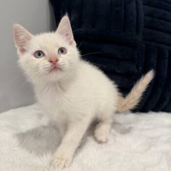 Domestic Short Hair Cats Available for Adoption in Chicago, Illinois - Sumo | PetCurious