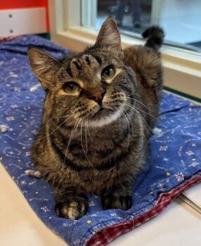 Rescue Domestic Short Hair Cats for Adoption in Willmar, Minnesota - Opera | PetCurious