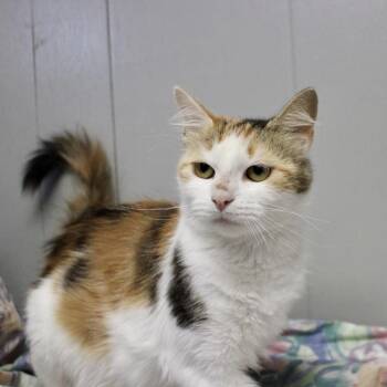 Dany -  Domestic Short Hair Cat for Adoption in Midland, Texas - Dany | PetCurious