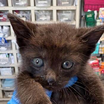 Navajo -  Domestic Short Hair Cat for Adoption in Mt. Juliet, Tennessee - Navajo | PetCurious