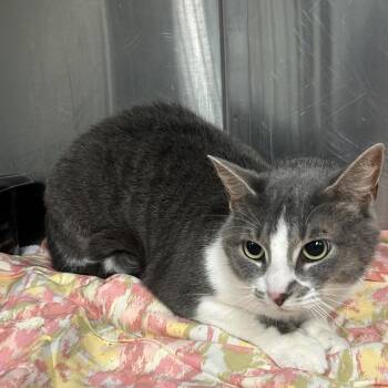 Athena -  Domestic Short Hair Cat for Adoption in Tulsa, Oklahoma - Athena | PetCurious