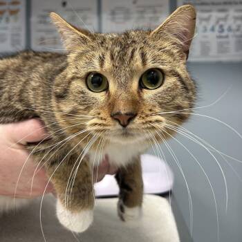 Domestic Short Hair Cats Available for Adoption - Vonn | PetCurious
