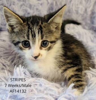 Domestic Short Hair Cats Available for Adoption - Stripes | PetCurious