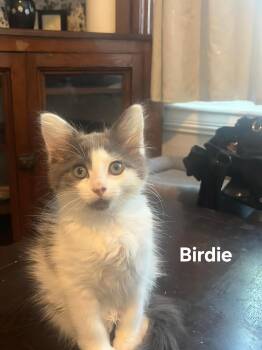 Birdie -  Domestic Long Hair Cat for Adoption in Chicopee, Massachusetts - Birdie | PetCurious