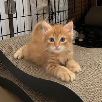 Alvin -  Domestic Medium Hair Cat for Adoption in Las Vegas, Nevada - Alvin | PetCurious