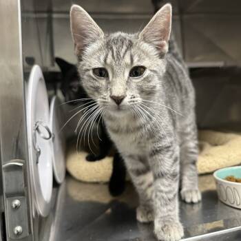 Rescue Domestic Short Hair Cats for Adoption in Blue Ridge, Georgia - Bones | PetCurious