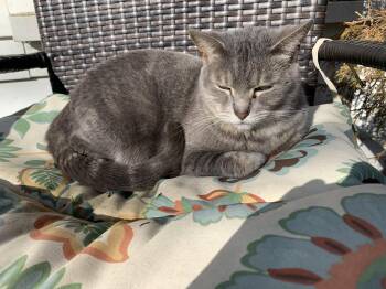 Anastasia -  Domestic Medium Hair Cat Available for Adoption in Versailles, Kentucky - Anastasia | PetCurious