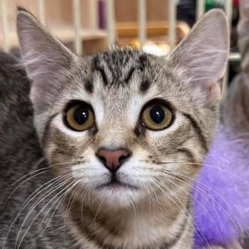 Eli -  Domestic Short Hair Cat for Adoption in Crystal Lake, Illinois - Eli | PetCurious