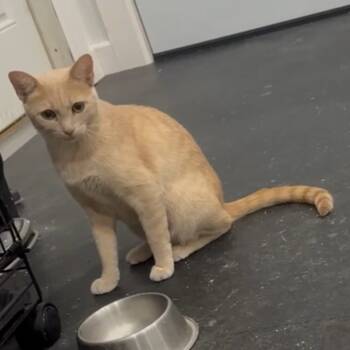 Rescue Domestic Short Hair Cats for Adoption in Fayetteville, Arkansas - Goldie | PetCurious