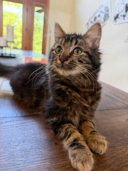 Tony the Tiger -  Domestic Medium Hair Cat for Adoption in San Jose, California - Tony The Tiger | PetCurious