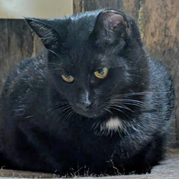 Rescue Domestic Short Hair Cats for Adoption in Gordonsville, Tennessee - Nova (24-6322) | PetCurious