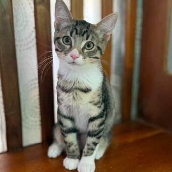 Cinderella -  Manx Cat for Adoption in Warr Acres, Oklahoma - Cinderella | PetCurious
