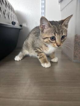 Polyester -  American Shorthair Cat for Adoption in Van Wert, Ohio - Polyester | PetCurious