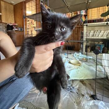 Ash -  Domestic Short Hair Cat for Adoption in Carmel, Indiana - Ash | PetCurious
