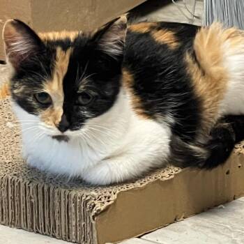 Mantis -  Domestic Short Hair Cat for Adoption in Granville, Ohio - Mantis | PetCurious