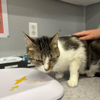 Domestic Short Hair Cats Available for Adoption in Spokane, Washington - April | PetCurious