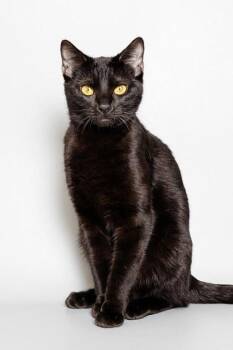 Florence -  Domestic Short Hair Cat for Adoption in Longmont, Colorado - Florence | PetCurious