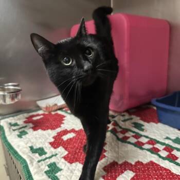 Domestic Short Hair Cats Available for Adoption - Luna | PetCurious
