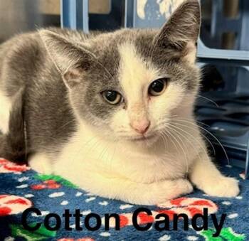 COTTON CANDY -  Domestic Short Hair Cat for Adoption in Anchorage, Alaska - COTTON CANDY | PetCurious