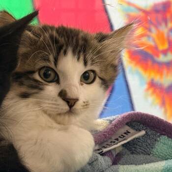 Foxglove -  Domestic Long Hair Cat for Adoption in Cheyenne, Wyoming - Foxglove | PetCurious