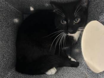 Domestic Short Hair Cats Available for Adoption - Midnight Pookes | PetCurious