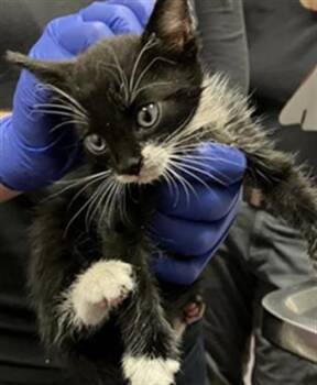 HANNAH -  Domestic Short Hair Cat for Adoption in Long Beach, California - HANNAH | PetCurious