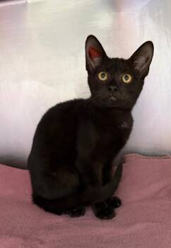 Dreamweb -  Domestic Short Hair Cat for Adoption in Cincinnati, Ohio - Dreamweb | PetCurious