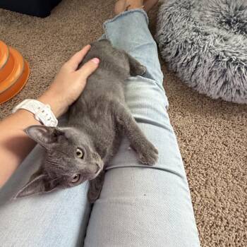 Toad -  Domestic Short Hair Cat for Adoption in Jarrettsville, Maryland - Toad | PetCurious