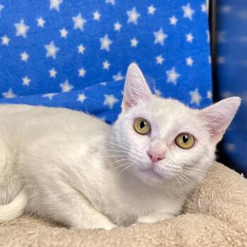 Powder -  Domestic Short Hair Cat for Adoption in Edinburg, Virginia - Powder | PetCurious