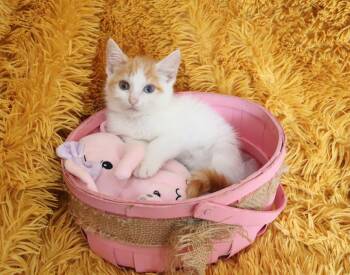 Fillie -  Turkish Angora and Turkish Van Cat for Adoption in St. Augustine, Florida - Fillie | PetCurious