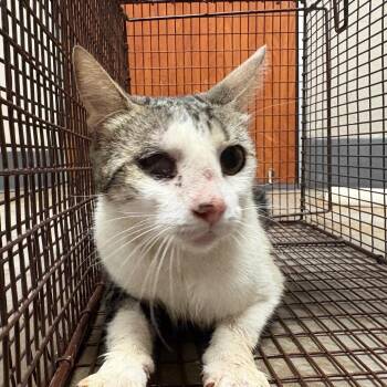 Domestic Short Hair Cats Available for Adoption in Yuma, Arizona - Alyssa | PetCurious