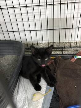 Raven -  Domestic Short Hair Cat for Adoption in Black River Falls, Wisconsin - Raven | PetCurious
