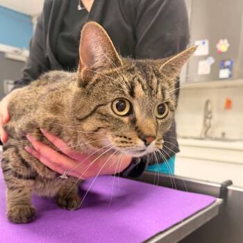 Domestic Short Hair Cats Available for Adoption - Flo | PetCurious