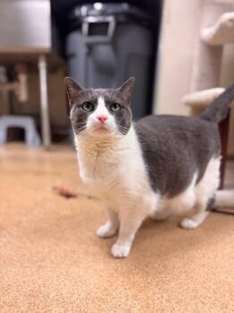 Domestic Short Hair Cats Available for Adoption - Bitsy | PetCurious